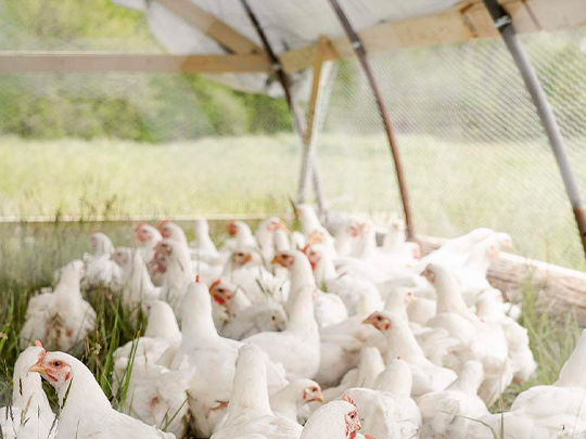 养鸡场使用高灵敏温度传感器来提高养殖品质